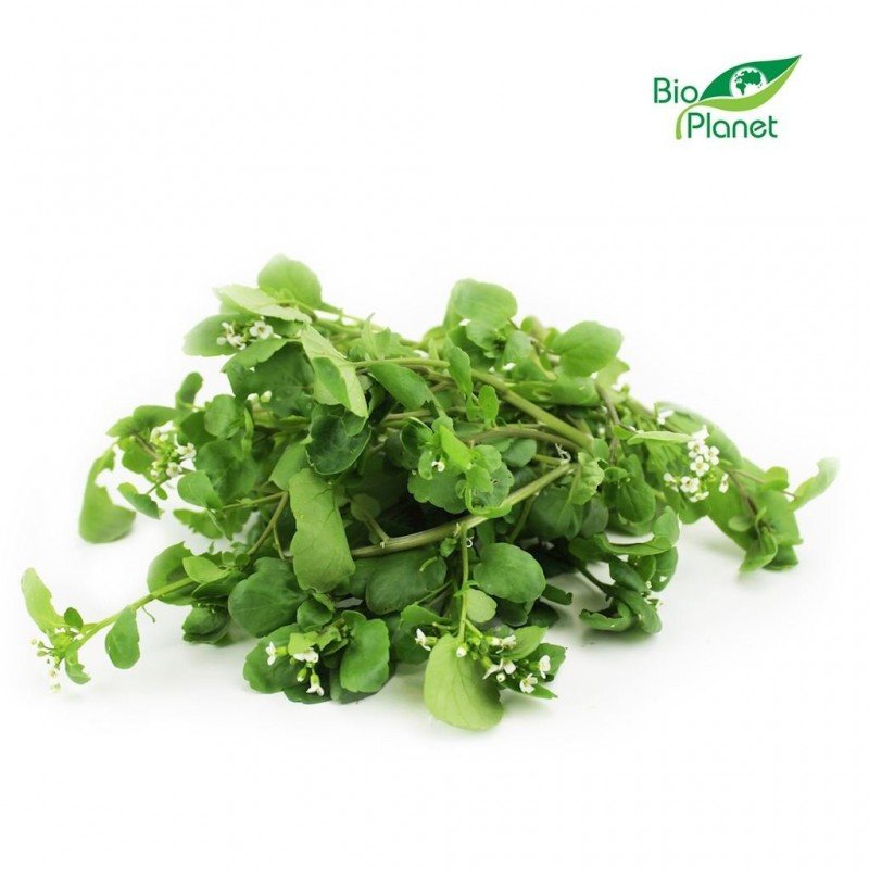 RUKIEW WODNA ŚWIEŻA NIEMYTA BIO (POLSKA) (około 50 g)