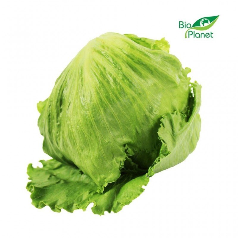 SAŁATA LODOWA ŚWIEŻA BIO (POLSKA) (około 0,20 kg)